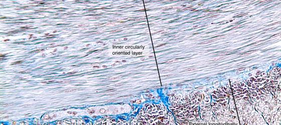 Figure M26A. Mouse intestine in transversal section