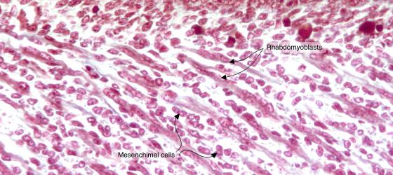 Figure M3. Mouse embryo