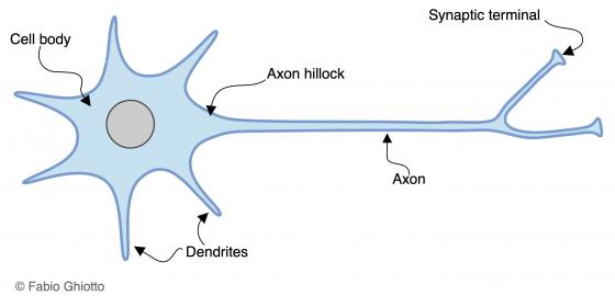 Figure N1. Schematic drawing of the neuron architecture