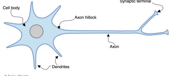 Figure N1. Schematic drawing of the neuron architecture