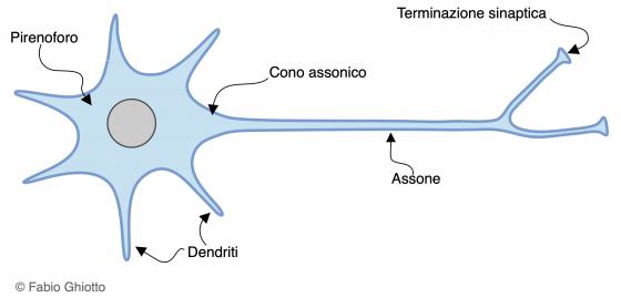 Figura N1. Disegno schematico dell’architettura del neurone