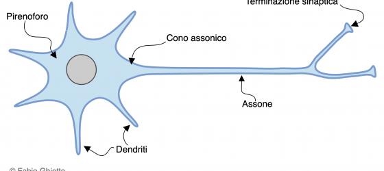 Figura N1. Disegno schematico dell’architettura del neurone