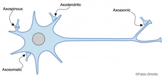 Figure N2. Schematic drawing of the different synapsing modalities between neurons