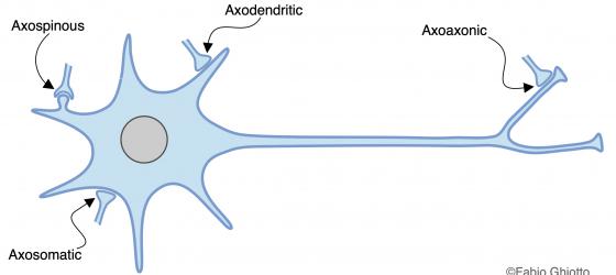 Figure N2. Schematic drawing of the different synapsing modalities between neurons