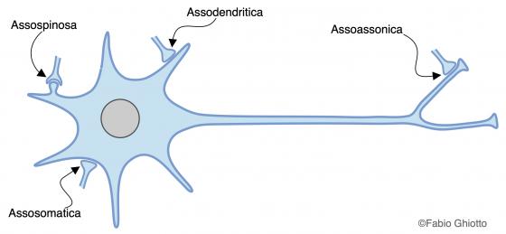 Figura N2. Disegno schematico delle varie modalità di sinapsi tra neuroni