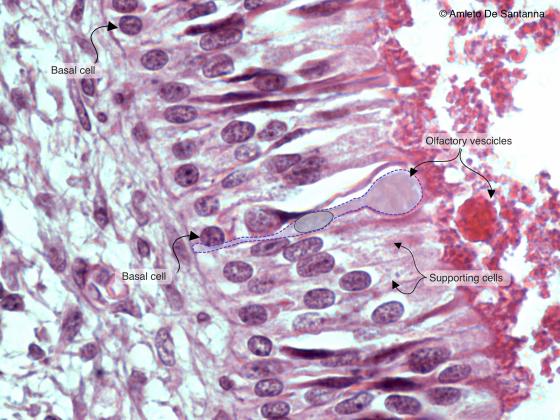 Figure N20A. Human fetal olfactory mucosa