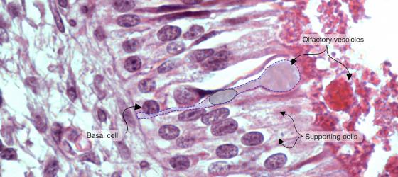 Figure N20A. Human fetal olfactory mucosa