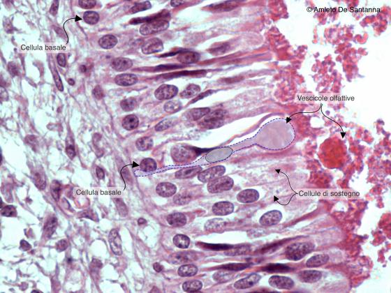 Figura N20A. Mucosa olfattiva di feto umano