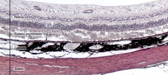 Figura N21A. Bulbo oculare di uomo