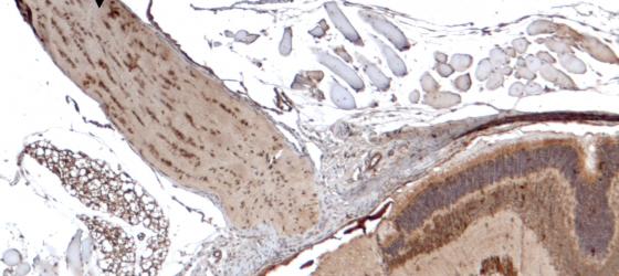 Figure N23. Mouse optic nerve