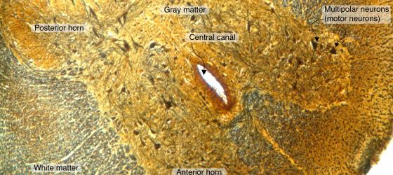 Figure N24A. Cat spinal cord