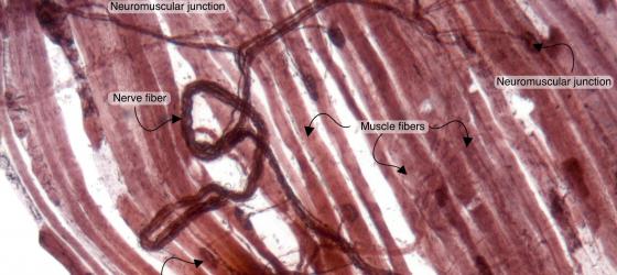 Figure N49A. Frog neuromuscular junctions