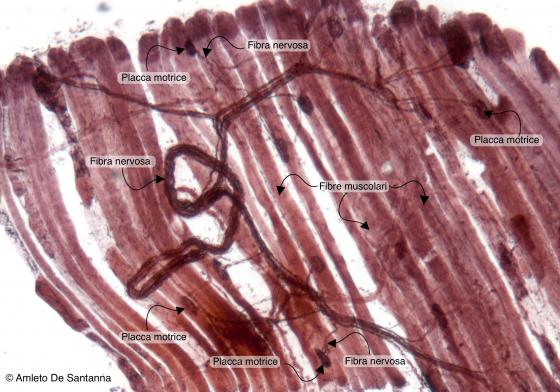 Figura N49A. Terminazioni neuromuscolari di rana