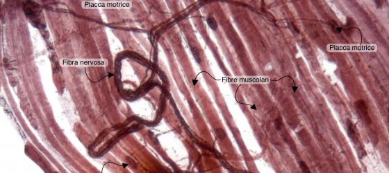 Figura N49A. Terminazioni neuromuscolari di rana