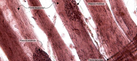 Figura N50A. Terminazioni neuromuscolari di rana a più forte ingrandimento