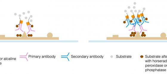 Figure S31. Schematic example of direct and indirect immuno-histochemical reactions.