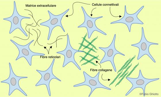 Figura C1: disegno schematico dell’organizzazione del tessuto connettivo