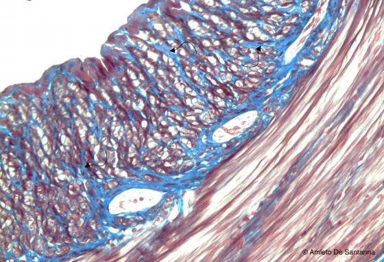 Figura C10. Intestino di topo