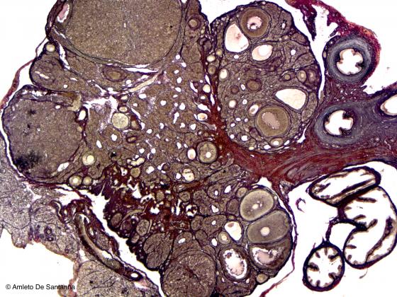 Figura C12. Ovario di topo