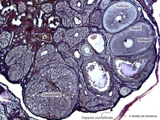 Figura C13. Ovario di topo
