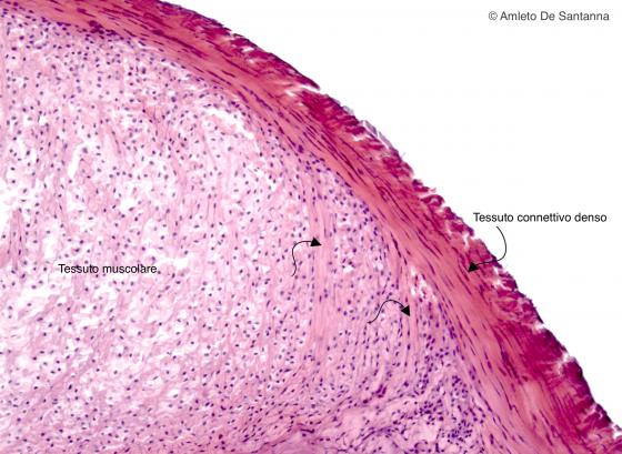 Figura C41. Giunzione muscolo-tendinea umana