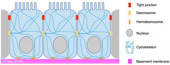 Figure E1. Schematic drawing showing the organization of the lining epithelium