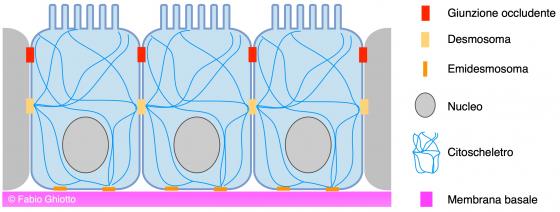 Figura E1. Disegno schematico dell’organizzazione di un epitelio di rivestimento