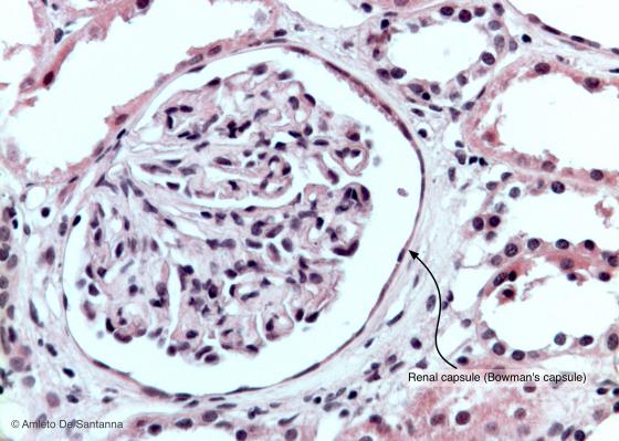 Figure E10. Mouse kidney