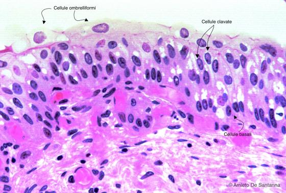 Figura E102. Vescica urinaria umana