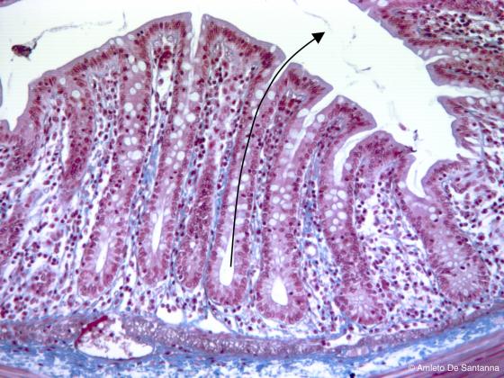 Figura E105. Colon di ratto