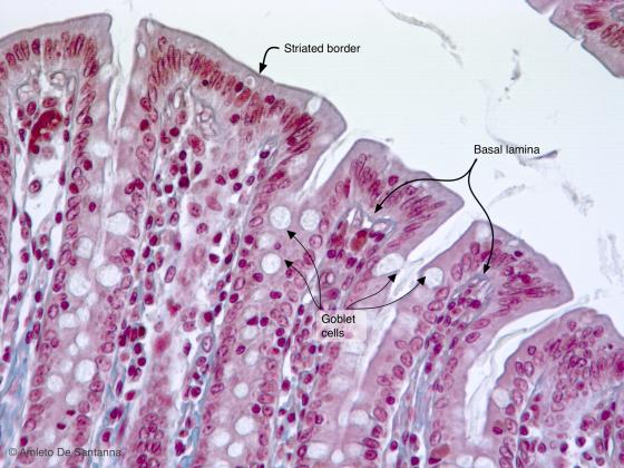 Figure E106. Rat colon