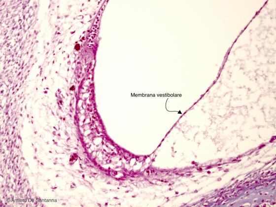 Figura E12. Orecchio interno di feto umano