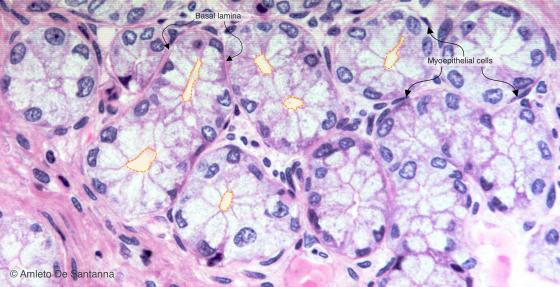 Figure E123A. Human duodenum