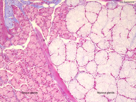 Figure E127. Human fetal tongue at higher magnification