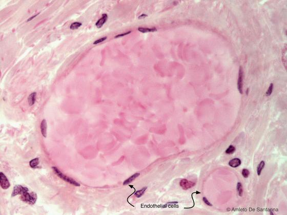 Figure E13. Human blood capillaries