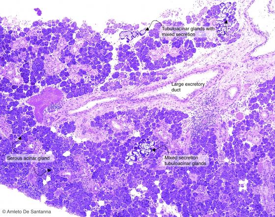 Figure E135. Human submandibular gland