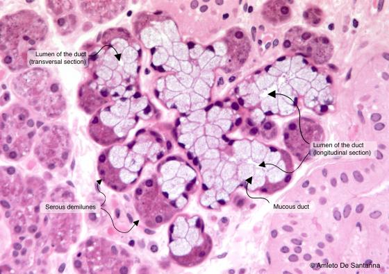 Figure E139A. Human submandibular gland at higher magnification