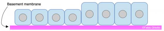 Figure E14. Schematic drawing of the simple cuboidal epithelium