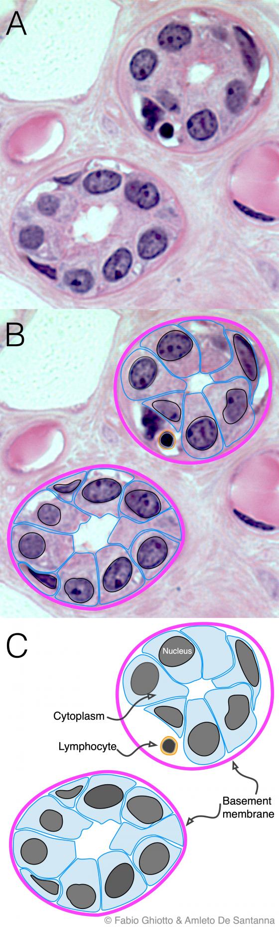 Figure E15. Digitally annotated micrograph of excretory ducts