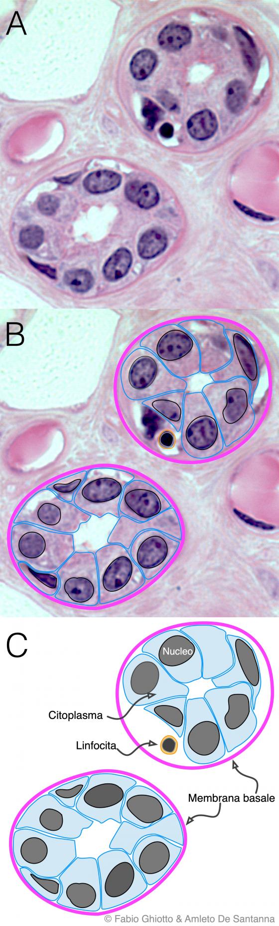 Figura E15. Micrografia di dotti escretori annotata digitalmente