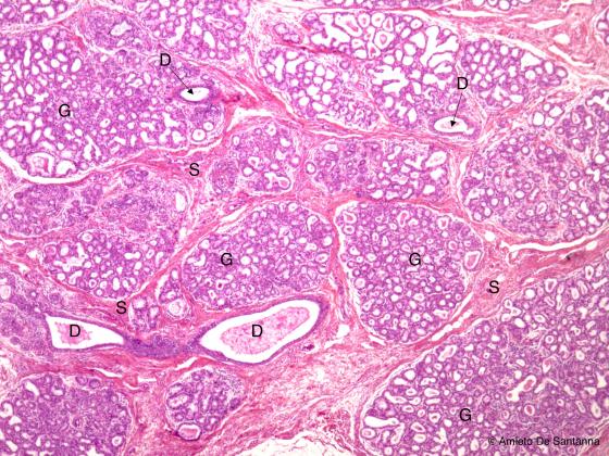 Figura E152A. Ghiandola mammaria umana in lattazione