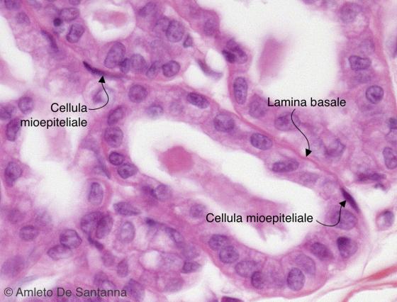 Figura E156. Ghiandola mammaria umana in lattazione