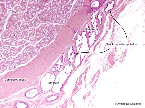 Figure E16. Rabbit testes