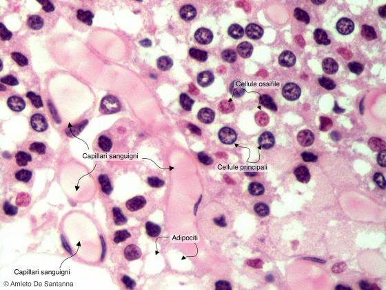 Figura E166A. Paratiroide umana