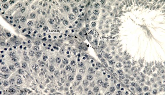 Figure E173. Mouse testis