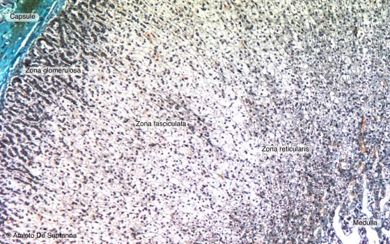 Figure E176. Rabbit adrenal gland