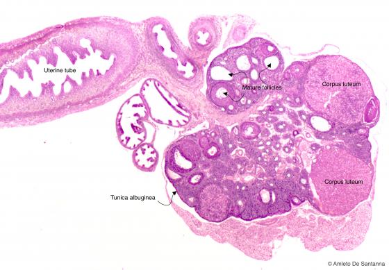 Figure E190. Mouse ovary at low magnification