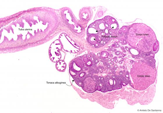 Figura E190. Ovario di topo