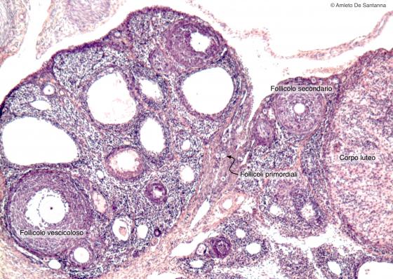 Figura E191. Ovario di topo