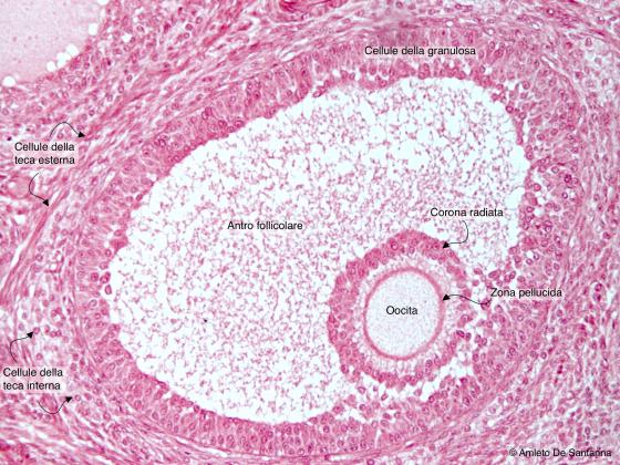 Figura E193A. Ovaio umano
